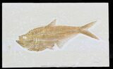 Detailed Diplomystus Fish Fossil - Wyoming #32741-1